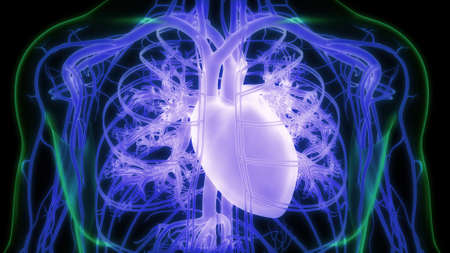 3D Illustration Concept of Human Circulatory System Heart Anatomy