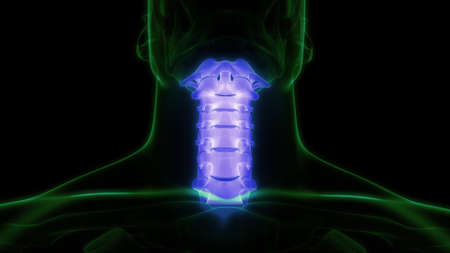3D Illustration Concept of Spinal Cord Vertebral Column of Human Skeleton System Anatomyの写真素材