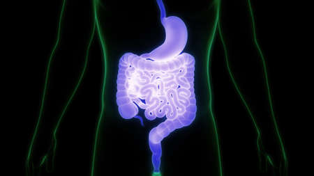 3D Illustration Concept of Human Digestive System Anatomyの写真素材