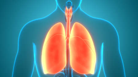 3D Illustration Concept of Human Respiratory System Lungs Anatomyの写真素材