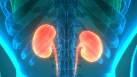 3D Illustration Concept of Human Urinary System Kidneys Anatomy