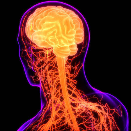 3D Illustration Concept of Central Organ of Human Nervous System Brain Anatomy
