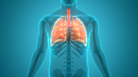 3D Illustration Concept of Human Respiratory System Lungs Anatomy