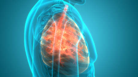 3D Illustration Concept of Human Respiratory System Lungs Anatomyの写真素材