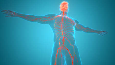 3D Illustration Concept of Central Organ of Human Nervous System Brain Anatomyの写真素材