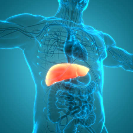 3D Illustration Concept of Human Internal Digestive Organ Liver Anatomyの写真素材