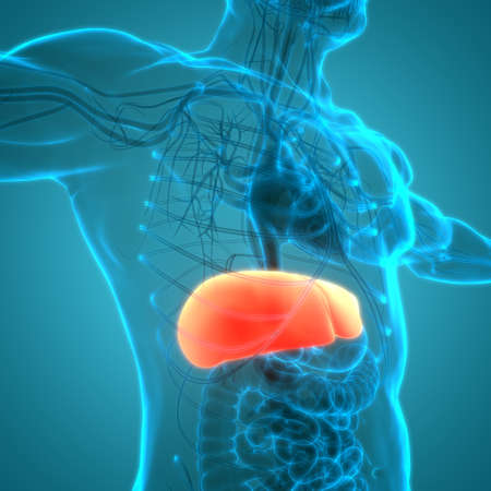 3D Illustration Concept of Human Internal Digestive Organ Liver Anatomyの写真素材