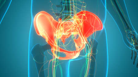 3D Illustration Concept of Human Skeleton System Pelvic Girdle Bone Joints Anatomyの写真素材