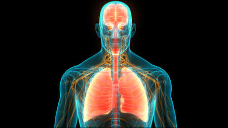 3D Illustration Concept of Human Internal Organs Brain with Lungs Anatomyの写真素材