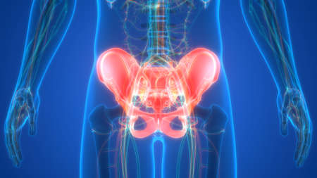 3D Illustration Concept of Human Skeleton System Pelvis Bone Joints Anatomyの写真素材