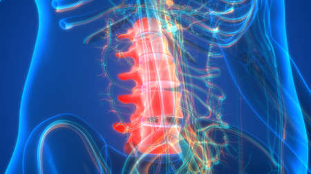 3D Illustration Concept of Spinal Cord Vertebral Column Lumbar Vertebrae of Human Skeleton System Anatomyの写真素材
