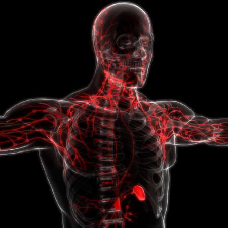 3D Illustration Concept of Human Internal system Lymph Nodes Anatomy