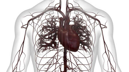 3D Illustration Concept of Human Circulatory System Heart Anatomyの写真素材