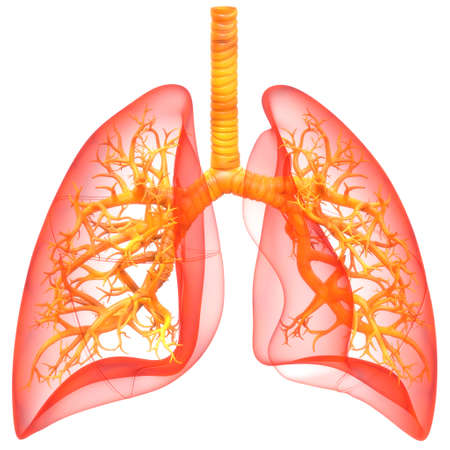 3D Illustration Concept of Human Respiratory System Lungs Anatomyの写真素材