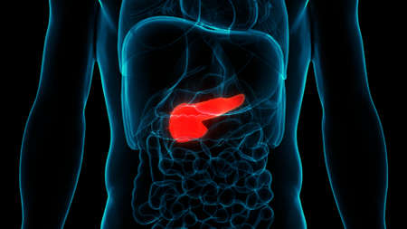 3D Illustration Concept of Human Internal Organ Pancreas Anatomyの写真素材