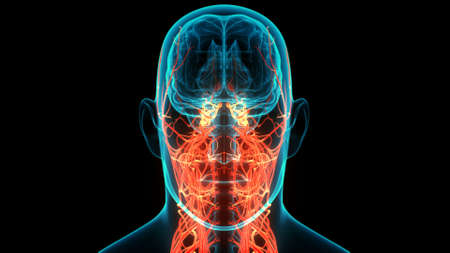 3D Illustration Concept of Central Organ of Human Nervous System Brain Anatomyの写真素材