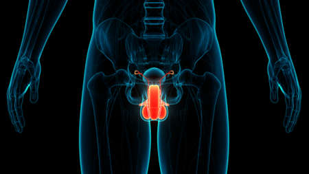 3D Illustration Concept of Male Reproductive System Anatomy