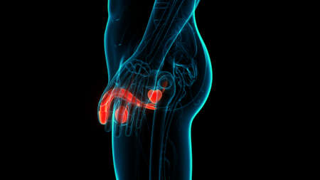3D Illustration Concept of Male Reproductive System Anatomyの写真素材