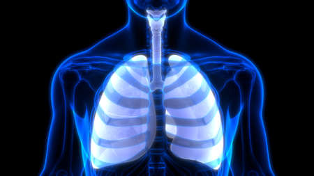 3D Illustration Concept of Human respiratory System Lungs Anatomy