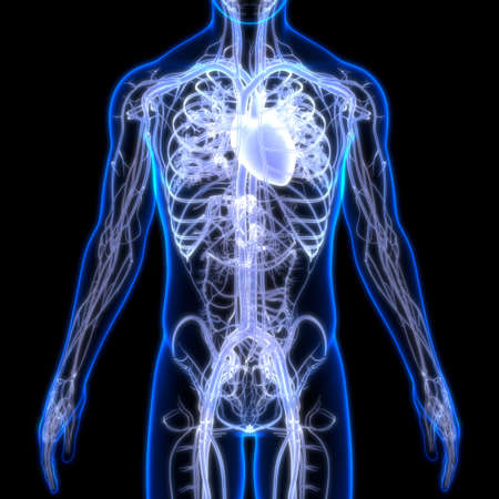 3D Illustration Concept of Human Circulatory System Heart Anatomy