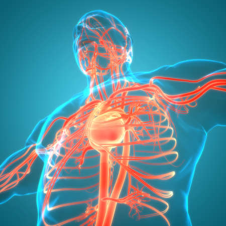 3D Illustration Concept of Human Circulatory System Heart Anatomy