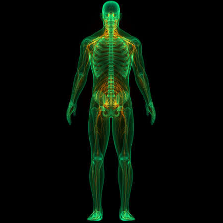 3D Illustration Concept of Human Skeleton System with nervous System Anatomyの写真素材