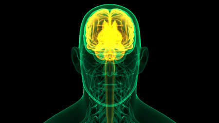 3D Illustration Concept of Central Organ of Human Nervous System Brain Anatomy