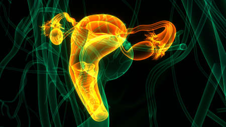 3D Illustration Concept of Female Reproductive System with Nervous System and Urinary Bladder...