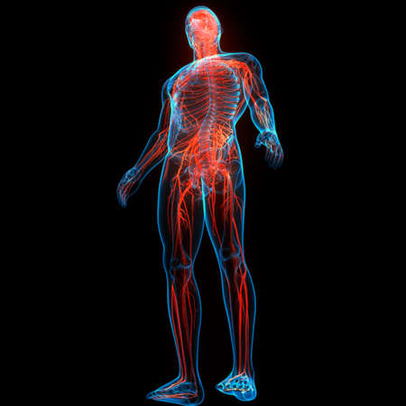3D Illustration Concept of Central Organ of Human Nervous System Brain Anatomyの写真素材