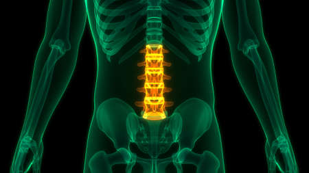 3D Illustration Concept of Spinal Cord Vertebral Column Lumbar Vertebrae of Human Skeleton System...