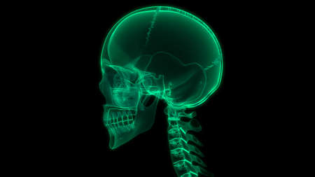 3D Illustration Concept of Human Skeleton System Skull Bone Joints Anatomy
