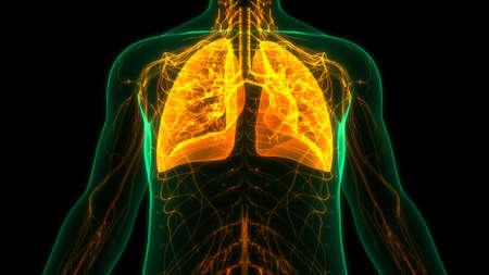 3D Illustration Concept of Human Respiratory System Lungs Anatomyの写真素材