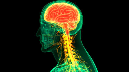 3D Illustration Concept of Central Organ of Human Nervous System Brain Anatomy