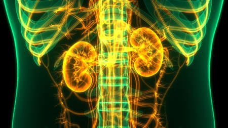 3D Illustration Concept of Human Urinary System Kidneys Anatomy