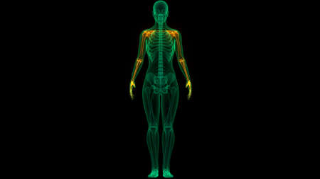 3D Illustration Concept of Human Skeleton System Upper Limbs Bone Joints Anatomy