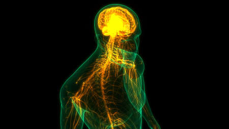 3D Illustration Concept of Central Organ of Human Nervous System Brain Anatomy