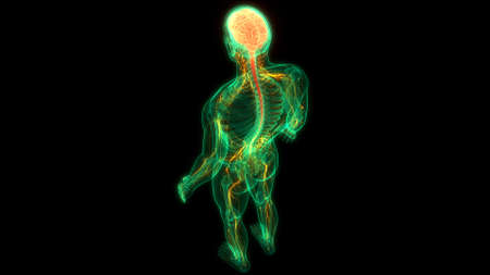 3D Illustration Concept of Central Organ of Human Nervous System Brain Anatomyの写真素材