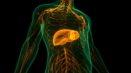 3D Illustration Concept of Human Internal Digestive Organ Liver Anatomy