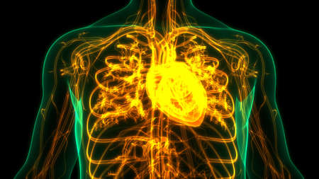 3D Illustration Concept of Human Circulatory System Heart Anatomy