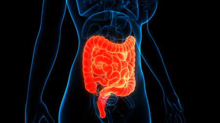 3D Illustration Concept of Human Digestive System Large and Small Intestine Anatomy
