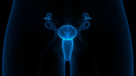3D Illustration Concept of Female Reproductive System Anatomyの写真素材