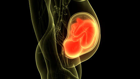 3D Illustration Concept of Human Fetus Baby in Womb Anatomyの写真素材