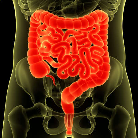 3D Illustration Concept of Human Digestive System Large and Small Intestine Anatomyの写真素材