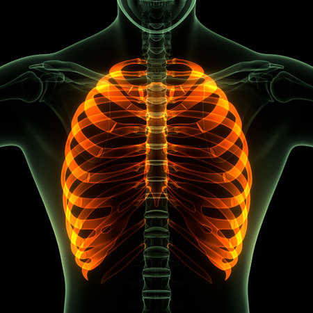 3D Illustration Concept of Human Skeleton System Rib cage Bone Joints Anatomyの写真素材