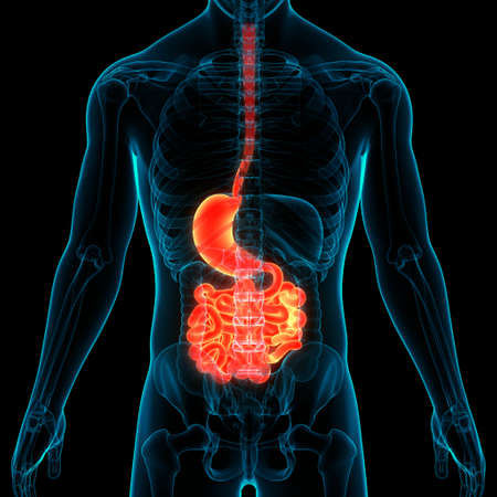 3D Illustration Concept of Human Digestive System Stomach with Small Intestine Anatomyの素材 [FY310155749309]