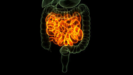 3D Illustration Concept of Human Digestive System Small Intestine Anatomyの写真素材