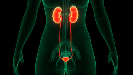 3D Illustration Concept of Female Urinary System Kidneys with Bladder Anatomyの写真素材