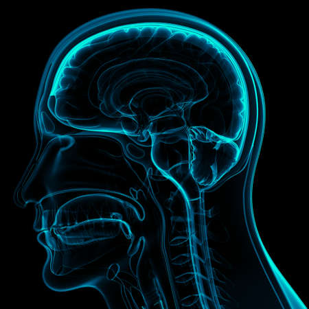 3D Illustration Concept of Central Organ of Human Nervous System Brain Anatomy