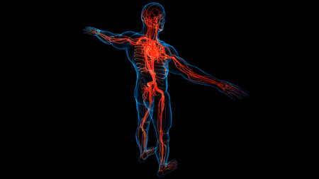 3D Illustration Concept of Human Circulatory System Heart Anatomyの写真素材