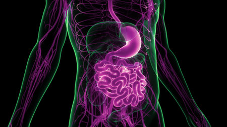 3D Illustration Concept of Human Digestive System Stomach with Small Intestine Anatomy